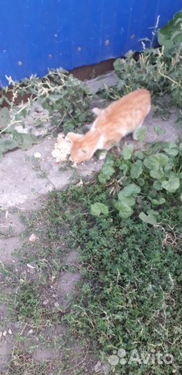 Бездомные котята
