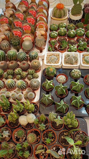 Кактусы и Суккуленты