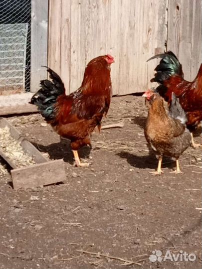 Петух Орловской породы