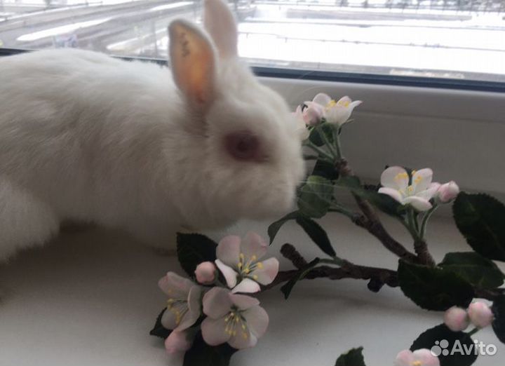 Для фотосессии ветка яблони