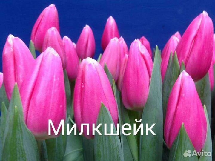 Луковицы тюльпаны