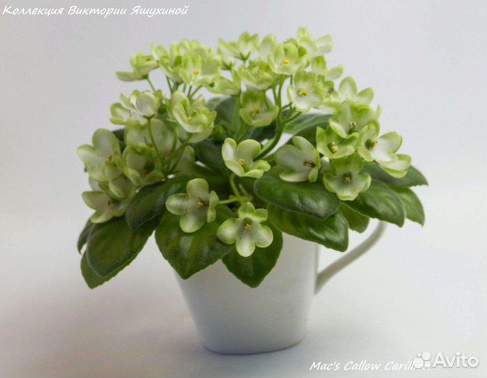 Мини фиалки