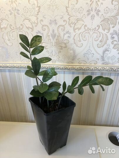 Продам замиокулькас