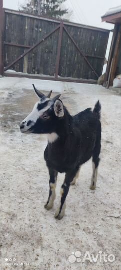 Альпийская козочка