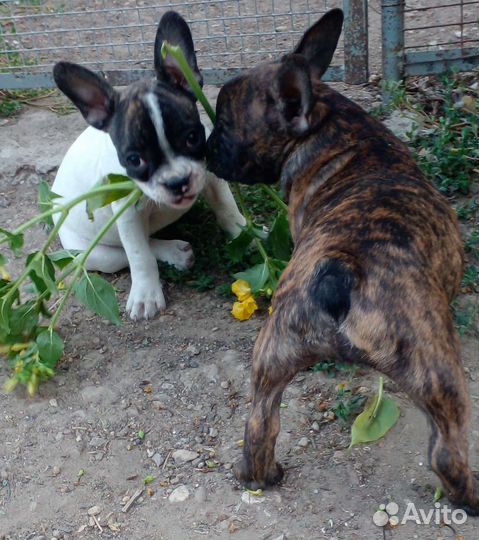 Французские булочки