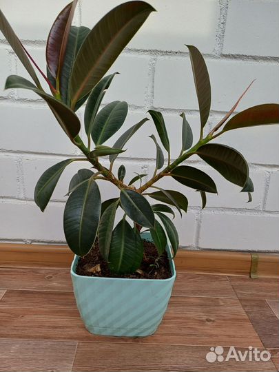 Комнатные цветы