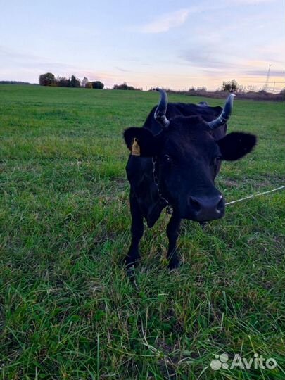 Корова, телка