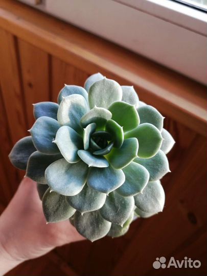 Суккуленты