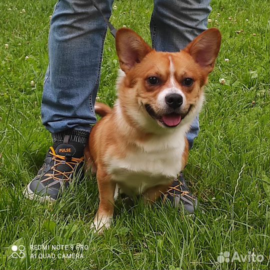 Корги мальчик и девочка