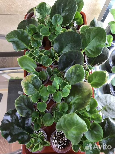 Сортовые фиалки