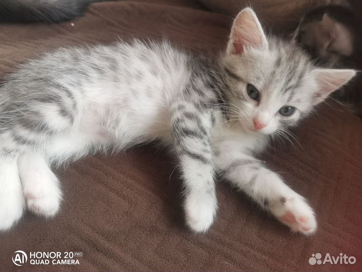 Отдам бесплатно кошечек