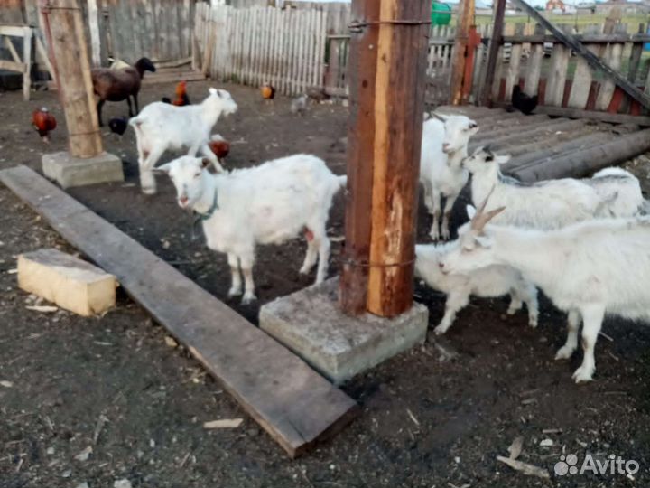 Коза дойная