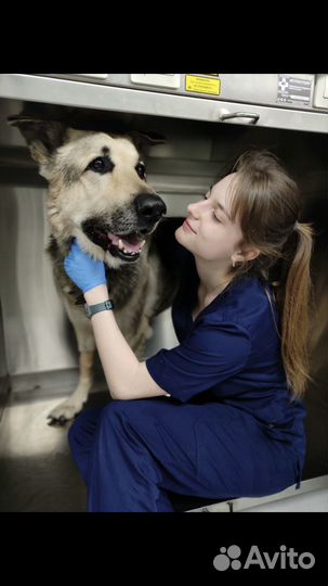 Ассистент ветеринарного врача на дом