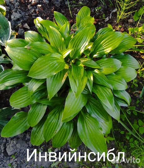 Хоста растение