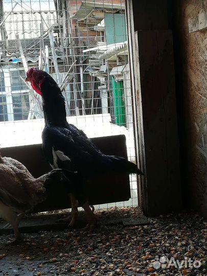 Куры Ко Шамо