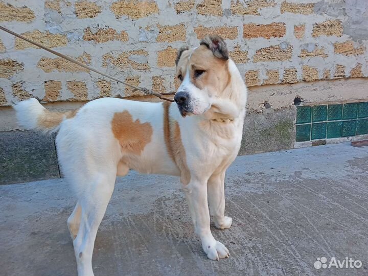 Продаются сао