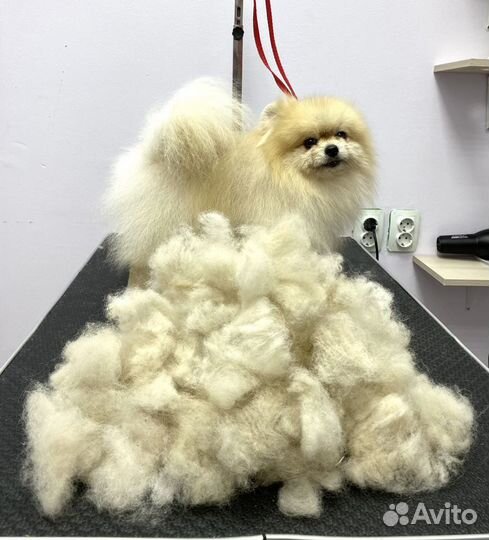 Стрижка собак бесплатно