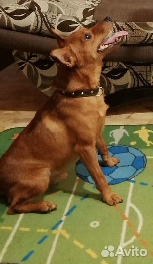 Цвергпинчер (вязка)