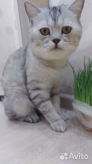 Британский кот на вязку