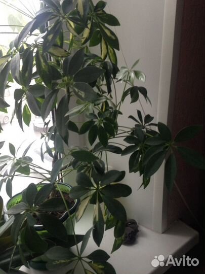 Шефлера-красивый цветок