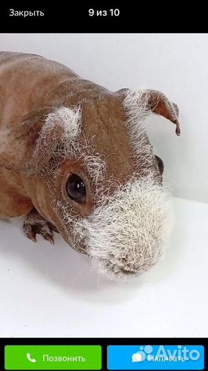 Морская свинка скинни