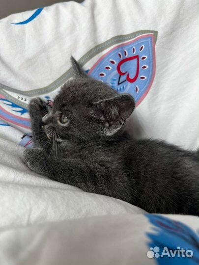 Малышка Боня ищет семью (забронирована)