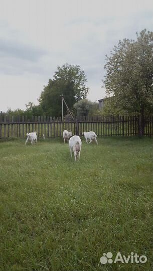 Зааненские козы дойные