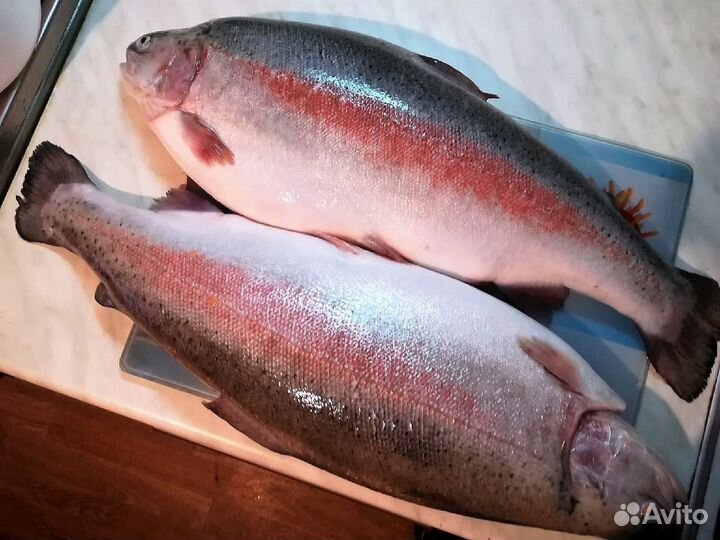 Форель охлажденная, икорная. Карелия