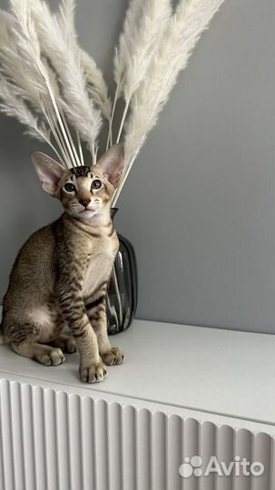 Ориентальный мальчик