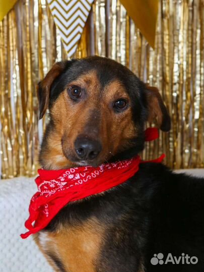 Кенай-робкий,но очень нежный