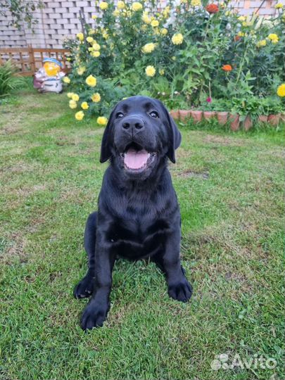 Щенки лабрадора черного окраса