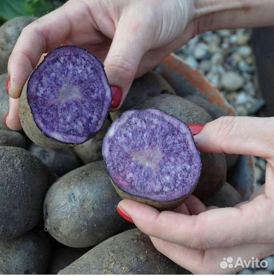 Фиолетовый-пурпурный картофель