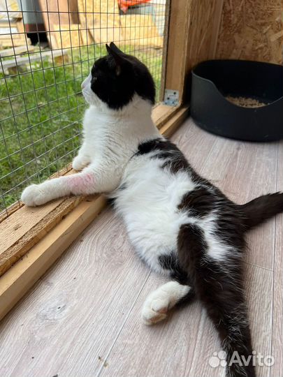 Черно-белый красавец кот из приюта
