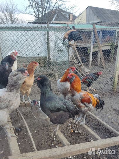 Инкубационное яйцо