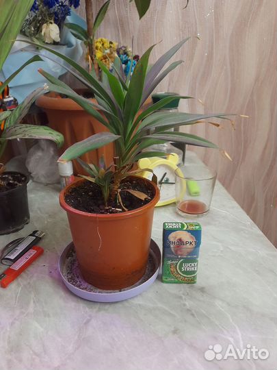 Комнатные цветы