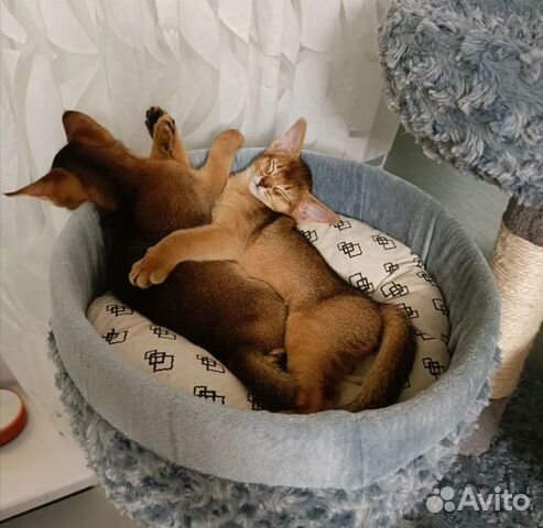 Котята 7 мес