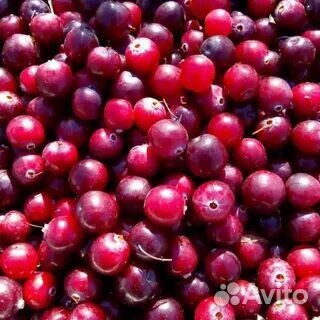 Клюква свежая