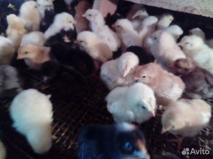 Цыплята для Домашнего содержания