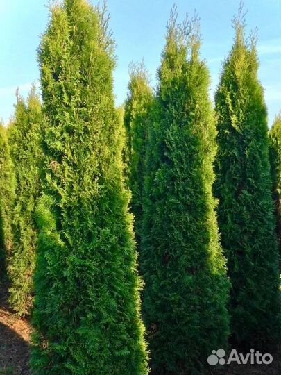 Туя западная колоновидная (доставка) оптом