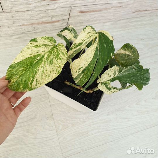 Диффенбахия еллоу, санрайз, Т02