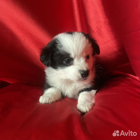 Маленькая собака в добрые руки бесплатно