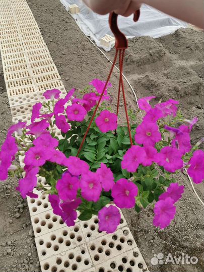 Ампельная петуния в подвесном кашпо