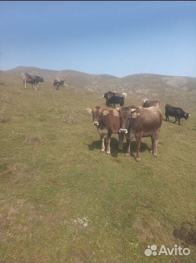 Телята телки