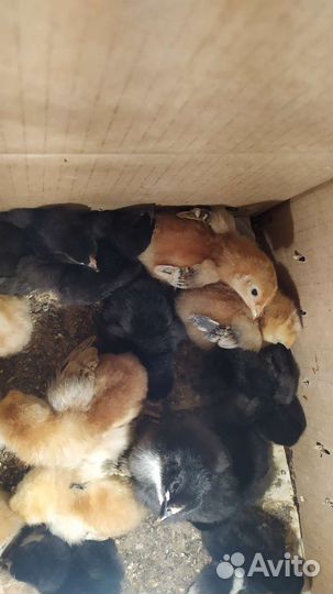 Цыплята суточные и подрощенные