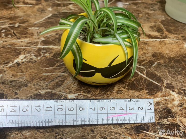 Хлорофитум