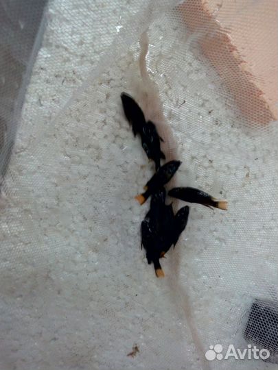 Цинотиляпия кобуе и другие цихлиды Малави