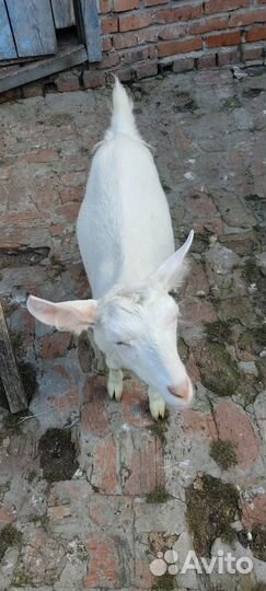 Молочные козлята