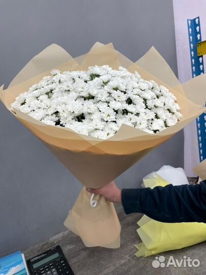 51 хризантема