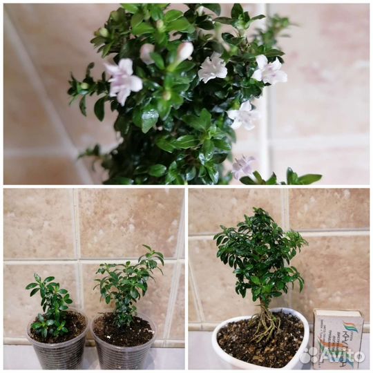 Комнатные растения, редкие и не очень