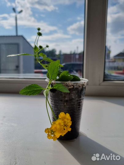 Лантана желтая